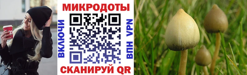 Псилоцибиновые грибы Psilocybe Соль-Илецк